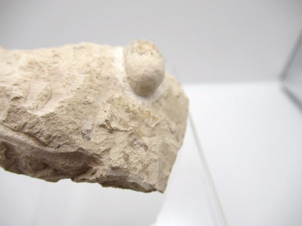 Fossil Snake Egg from France #21 - Image 4