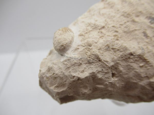 Fossil Snake Egg from France #21 - Image 3