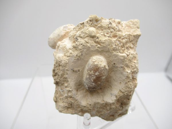 Fossil Snake Egg from France #22