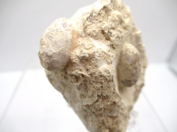 Fossil Snake Egg from France #22 - Image 2