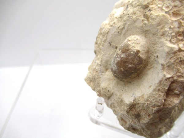 Fossil Snake Egg from France #22 - Image 3