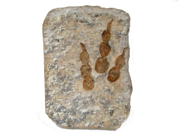 Genuine Jurassic Age Grallator Dinosaur Footprint From France For Sale #4-1