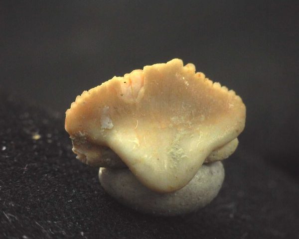 Ginglymostoma  Shark Tooth #1