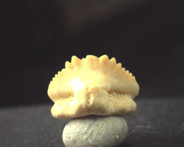 Ginglymostoma  Shark Tooth #12