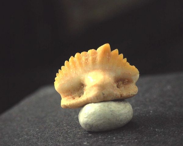 Ginglymostoma  Shark Tooth #13