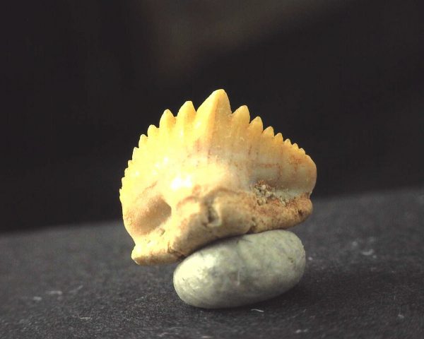 Ginglymostoma  Shark Tooth #14