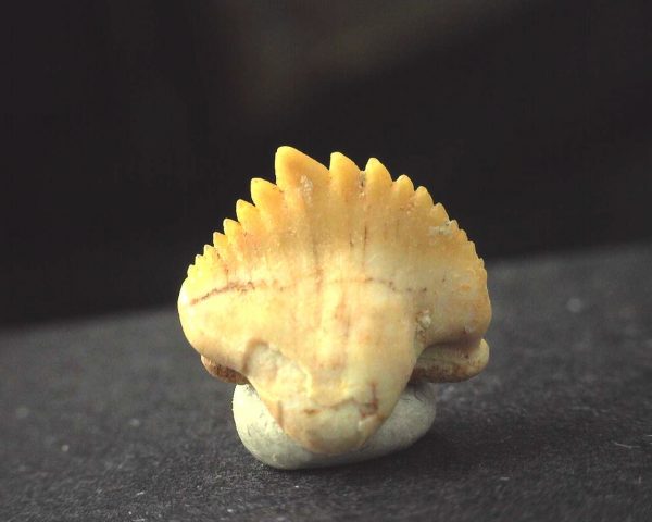 Ginglymostoma  Shark Tooth #14 - Image 2