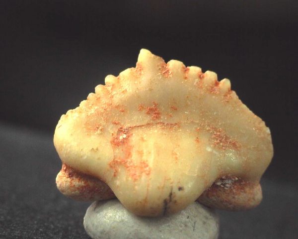 Ginglymostoma  Shark Tooth #2