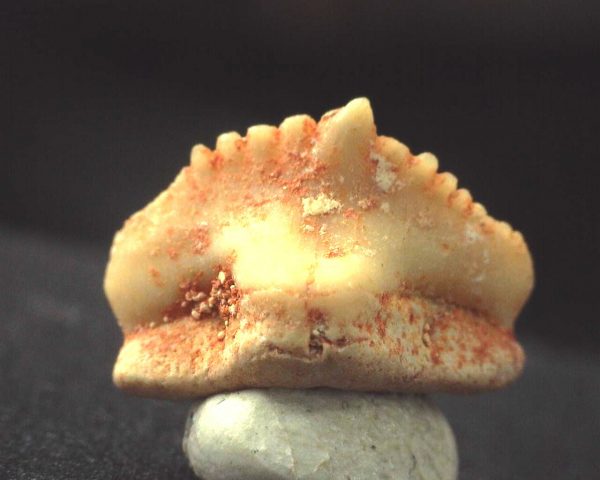 Ginglymostoma  Shark Tooth #2 - Image 2