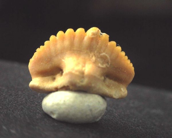 Ginglymostoma  Shark Tooth #3