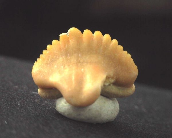 Ginglymostoma  Shark Tooth #3 - Image 2