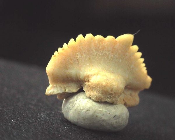 Ginglymostoma  Shark Tooth #4