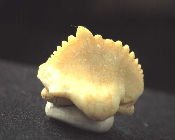 Ginglymostoma  Shark Tooth #4 - Image 2