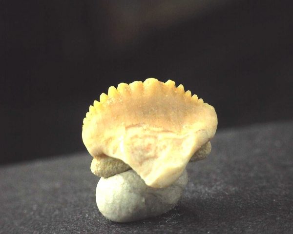 Ginglymostoma  Shark Tooth #7