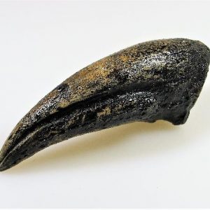 Replica Gorgosaurus Claw For Sale-2