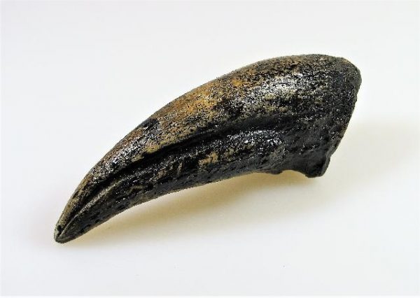 Replica Gorgosaurus Claw For Sale-2