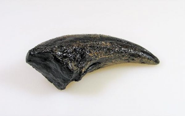 Replica Gorgosaurus Claw For Sale