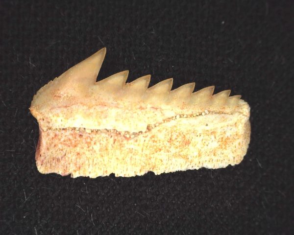 Hexanchus microdon Shark Tooth #1