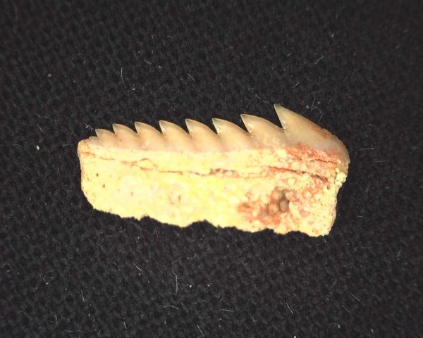 Hexanchus microdon Shark Tooth #11 - Image 2