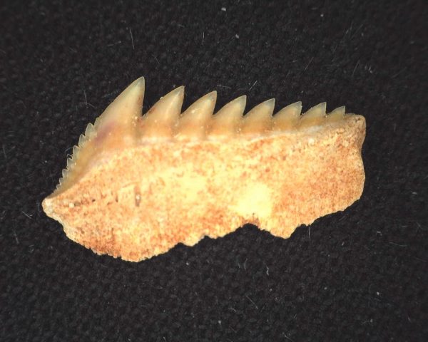 Hexanchus microdon Shark Tooth #14