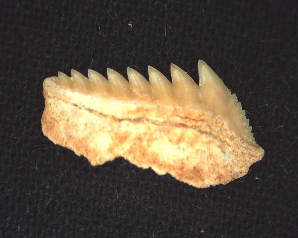 Hexanchus microdon Shark Tooth #14 - Image 2