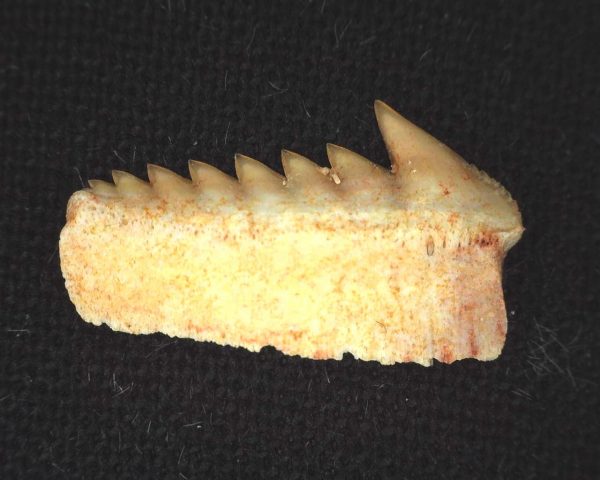 Hexanchus microdon Shark Tooth #1 - Image 2