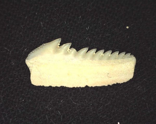 Hexanchus microdon Shark Tooth #3