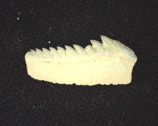 Hexanchus microdon Shark Tooth #3 - Image 2