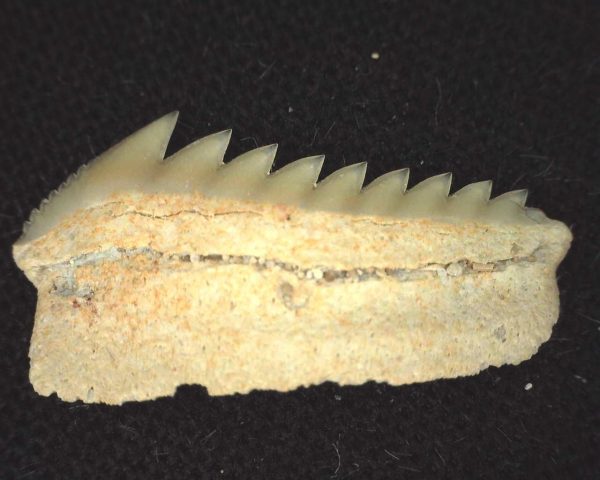 Hexanchus microdon Shark Tooth #4