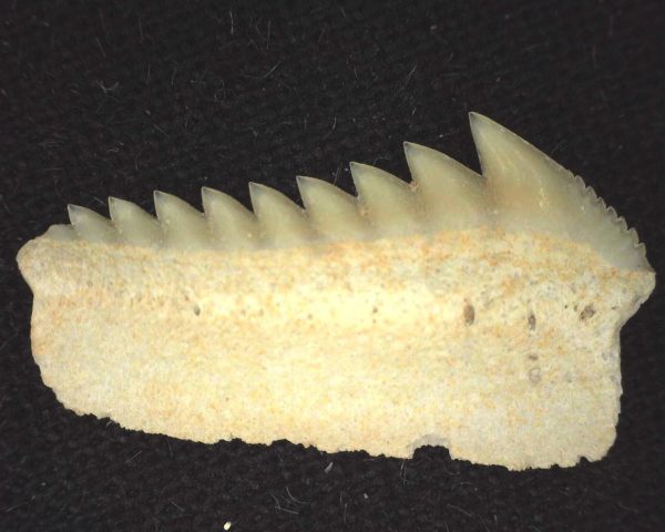 Hexanchus microdon Shark Tooth #4 - Image 2