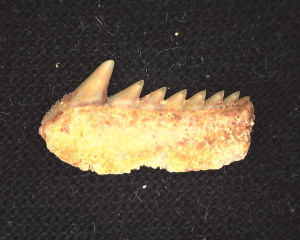 Hexanchus microdon Shark Tooth #5