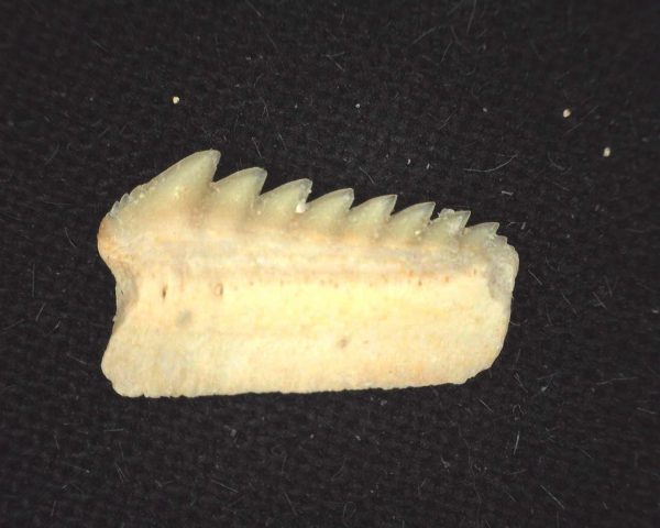 Hexanchus microdon Shark Tooth #6