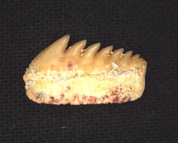 Hexanchus microdon Shark Tooth #7