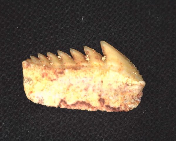 Hexanchus microdon Shark Tooth #7 - Image 2