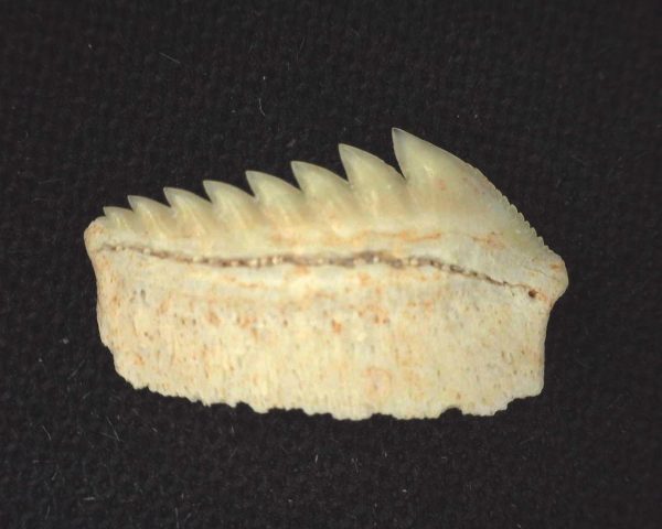 Hexanchus microdon Shark Tooth #8