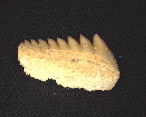 Hexanchus microdon Shark Tooth #9