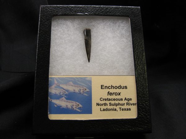 Enchodus ferox Fish Tooth #2