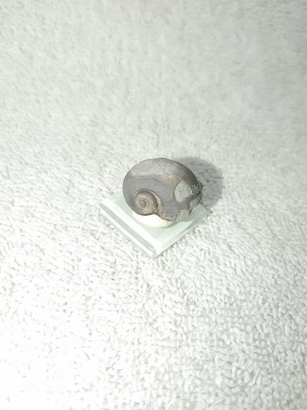 Indiana Platyostoma Gastropod #28