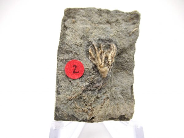 Gilmore City Iowa Crinoid #68