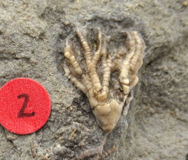 Gilmore City Iowa Crinoid #68 - Image 3