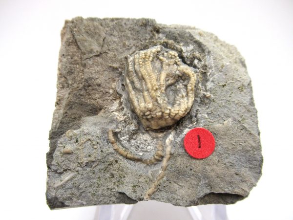 Gilmore City Iowa Crinoid #70