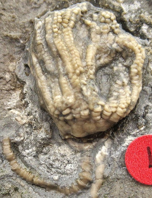 Gilmore City Iowa Crinoid #70 - Image 3