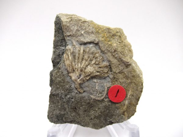 Gilmore City Iowa Crinoid #72