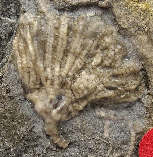 Gilmore City Iowa Crinoid #72 - Image 3