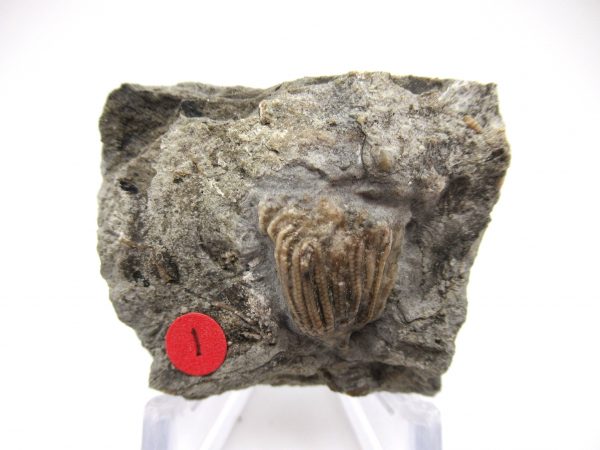 Gilmore City Iowa Crinoid #73