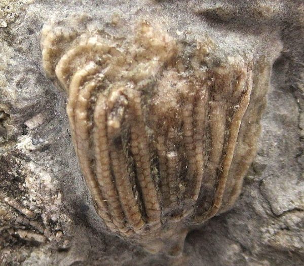 Gilmore City Iowa Crinoid #73 - Image 3