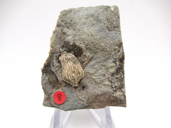 Gilmore City Iowa Crinoid #76