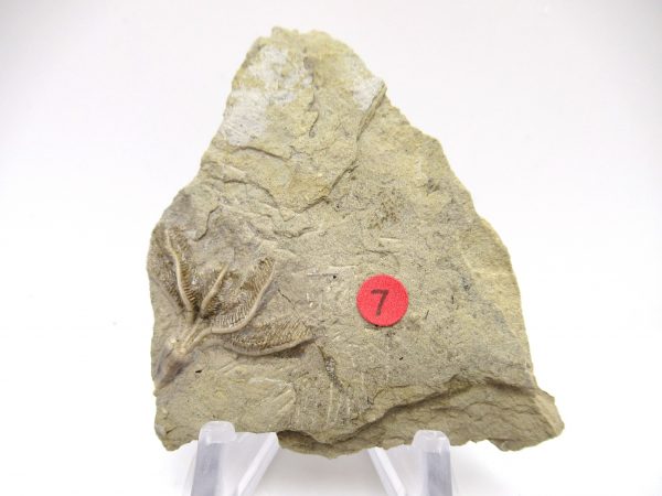 Gilmore City Iowa Crinoid #78