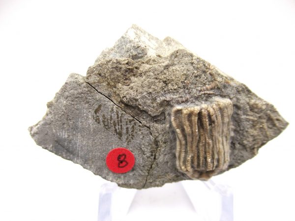 Gilmore City Iowa Crinoid #79