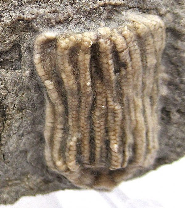 Gilmore City Iowa Crinoid #79 - Image 3